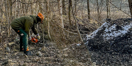 Heřmanická halda: kácíme a budujeme  zázemí staveniště